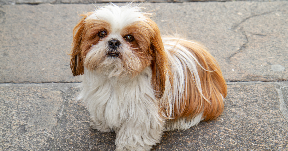 Shih shops tzu apartment